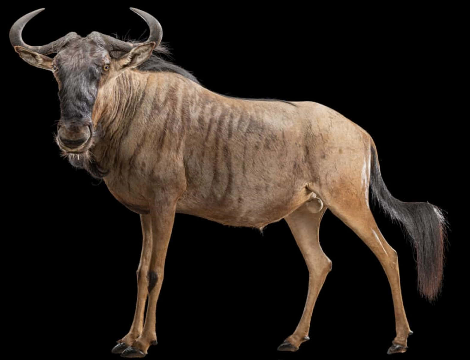 Wildebeest Isolatedon Black Background Wallpaper