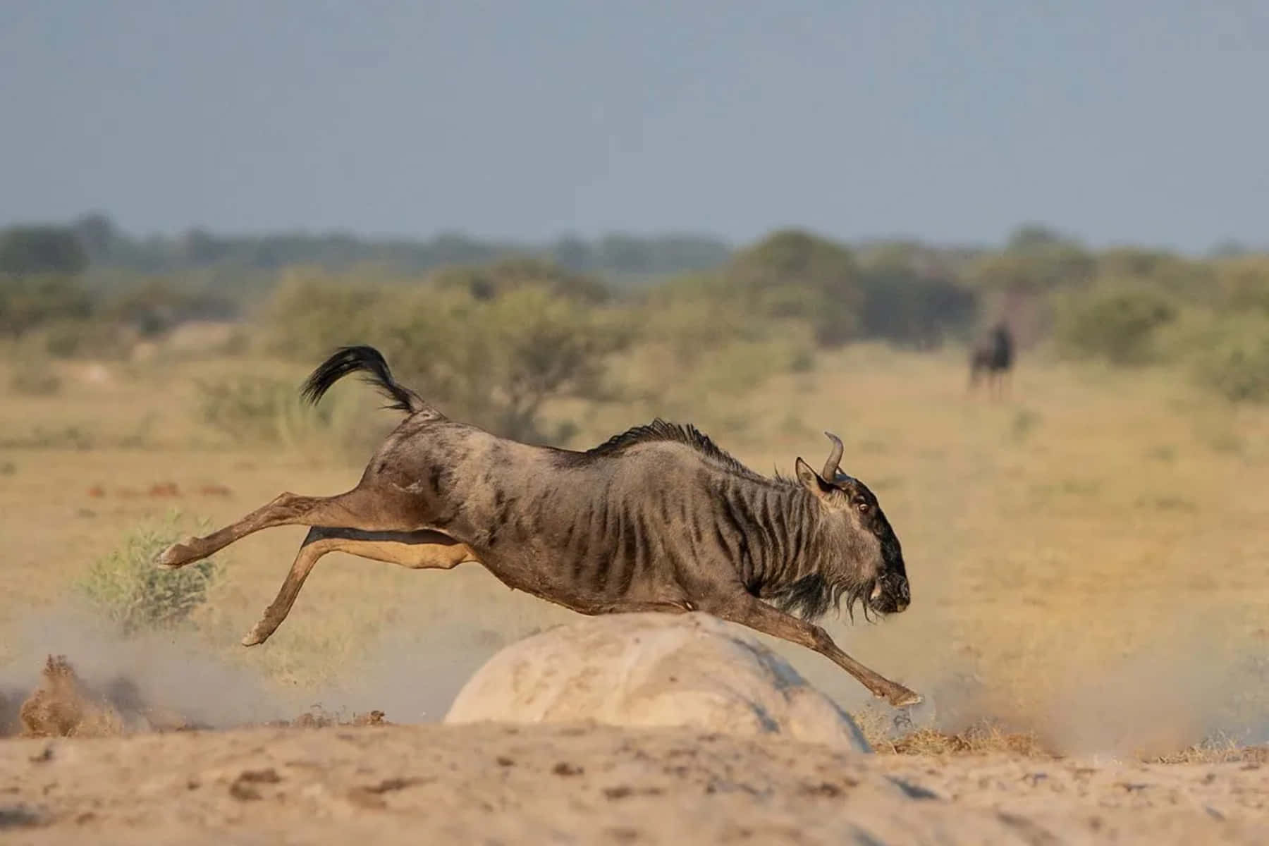 Wildebeest Leapingin Savannah.jpg Wallpaper