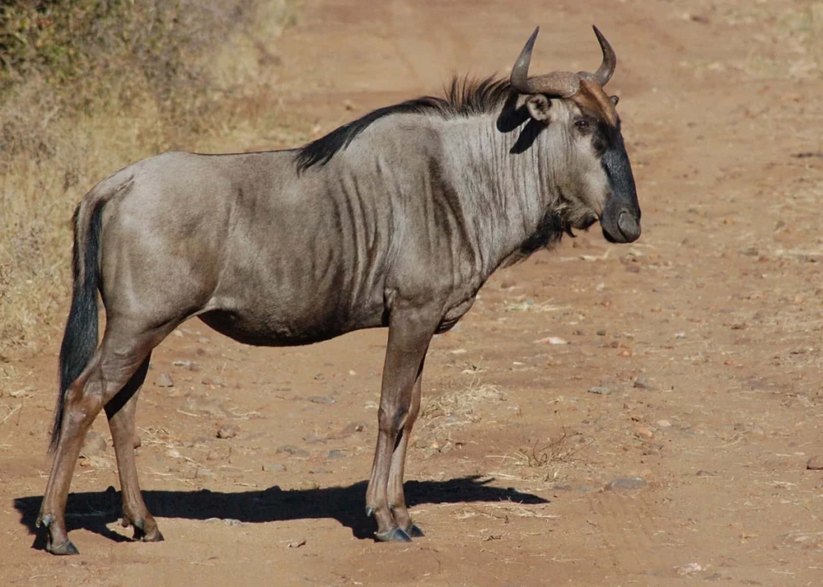 Wildebeest Standing Alone Dirt Road.jpg Wallpaper