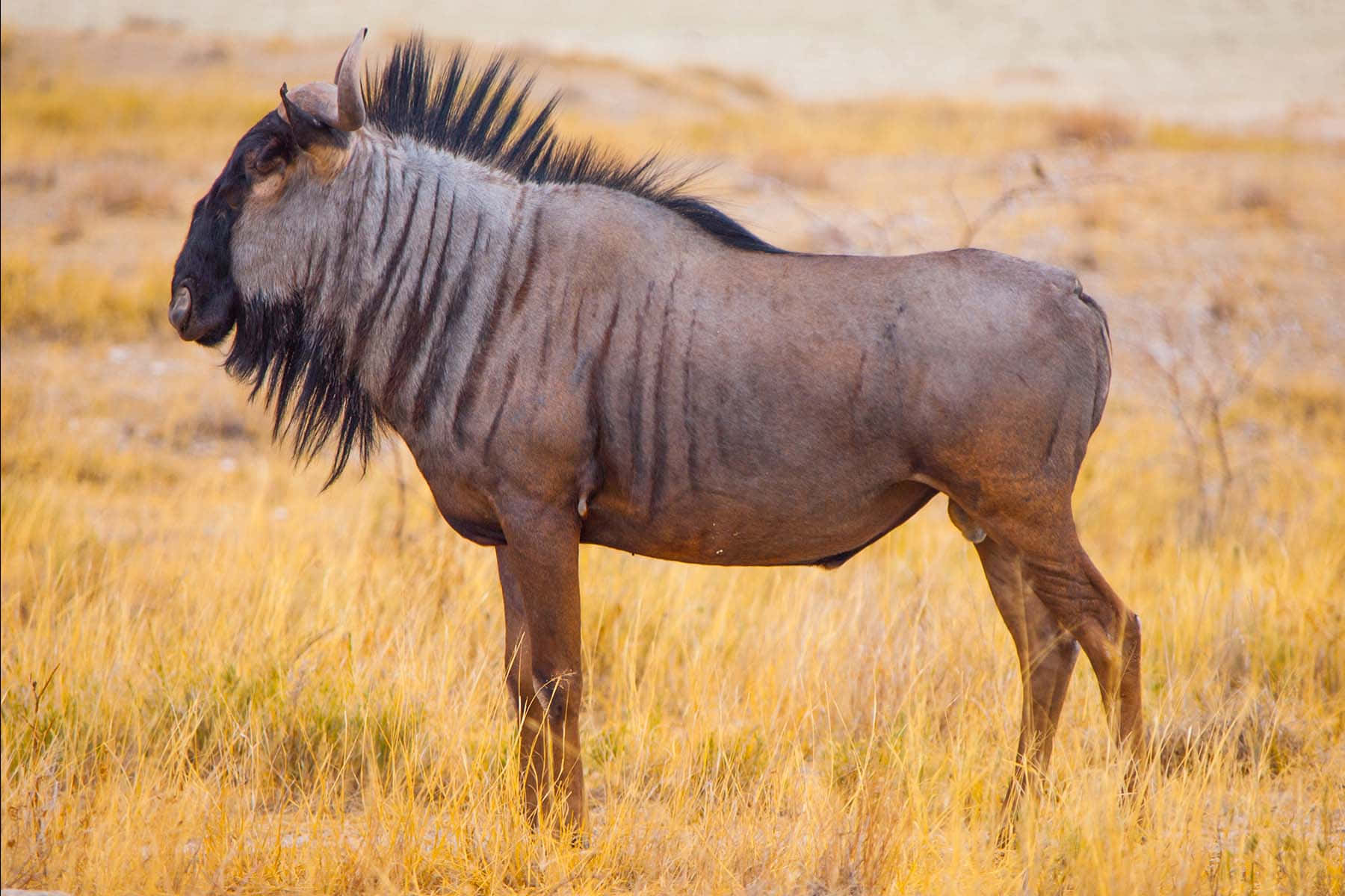 Wildebeestin Savannah Grassland.jpg Wallpaper