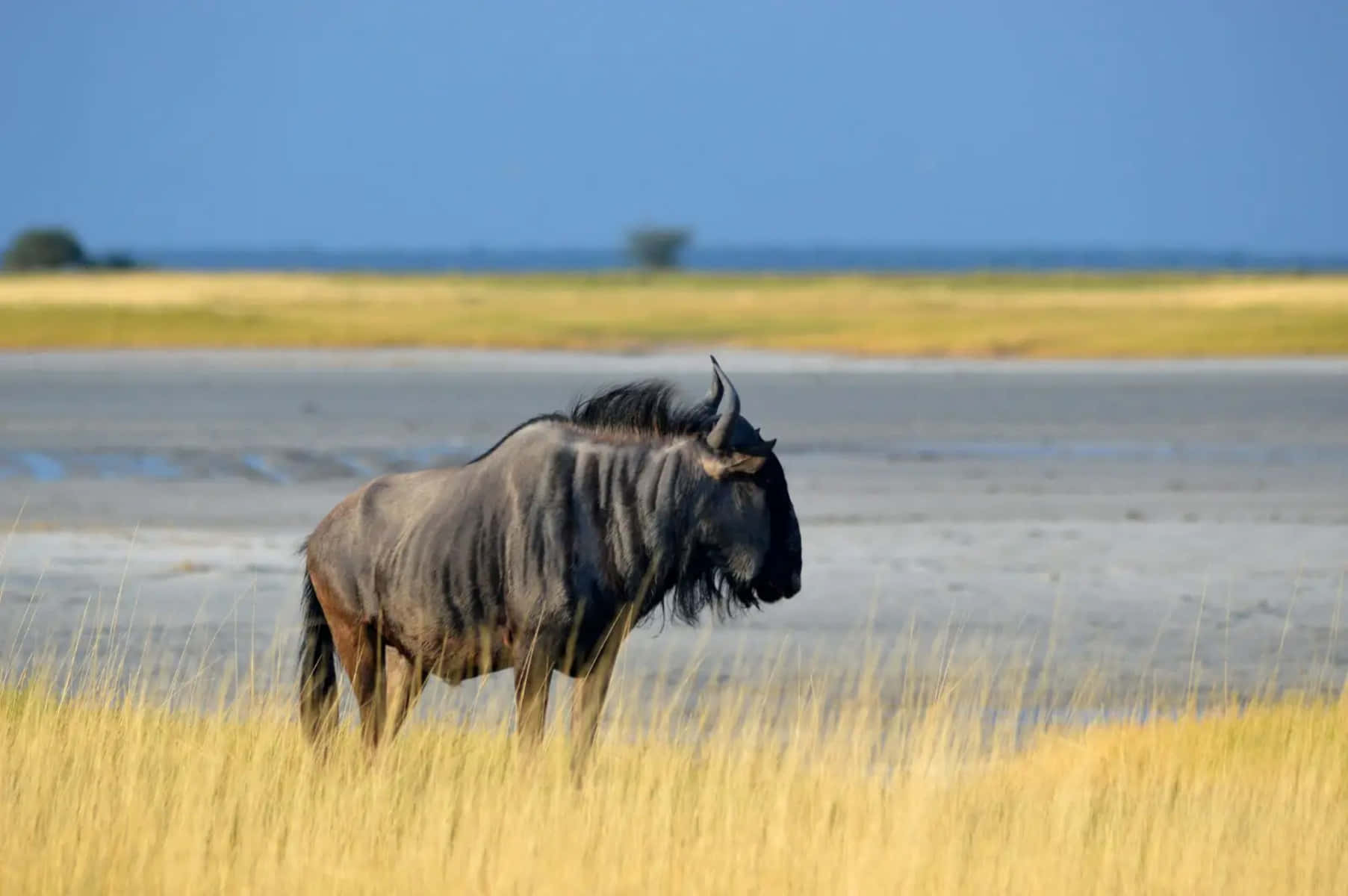 Wildebeestin Savannah Grasslands.jpg Wallpaper