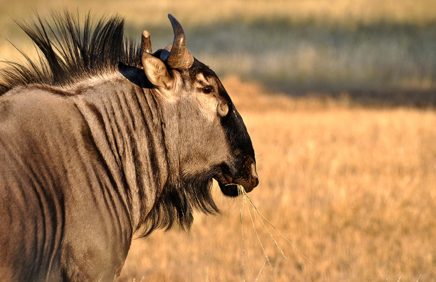 Wildebeestin Savannah Sunset Wallpaper