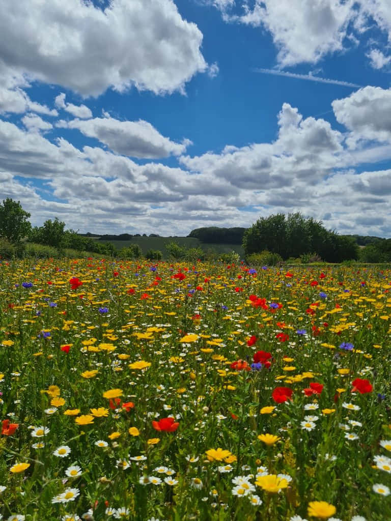 Wildflowers Blooming In Colorful Meadows Wallpaper