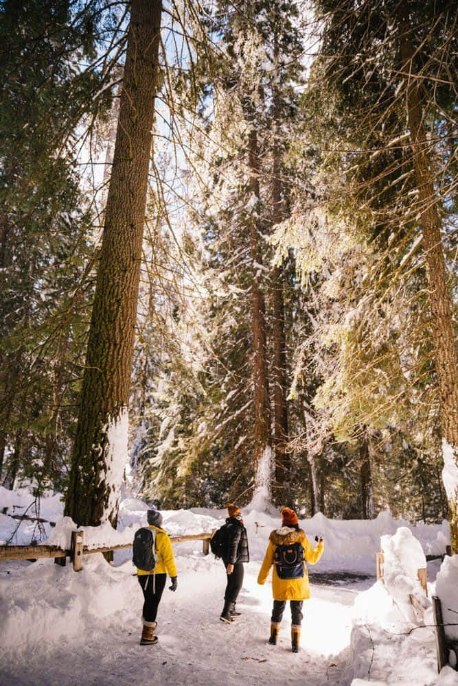 Winter Adventure - Hiker In Snowy Mountains Wallpaper