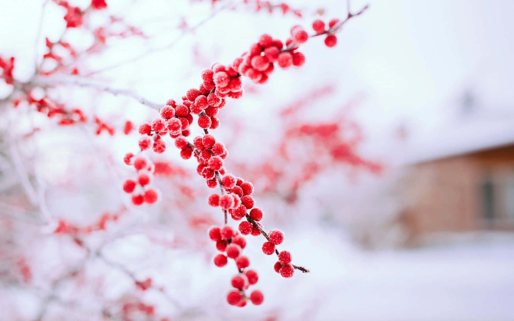 Winter Berries On An Icy Branch Wallpaper