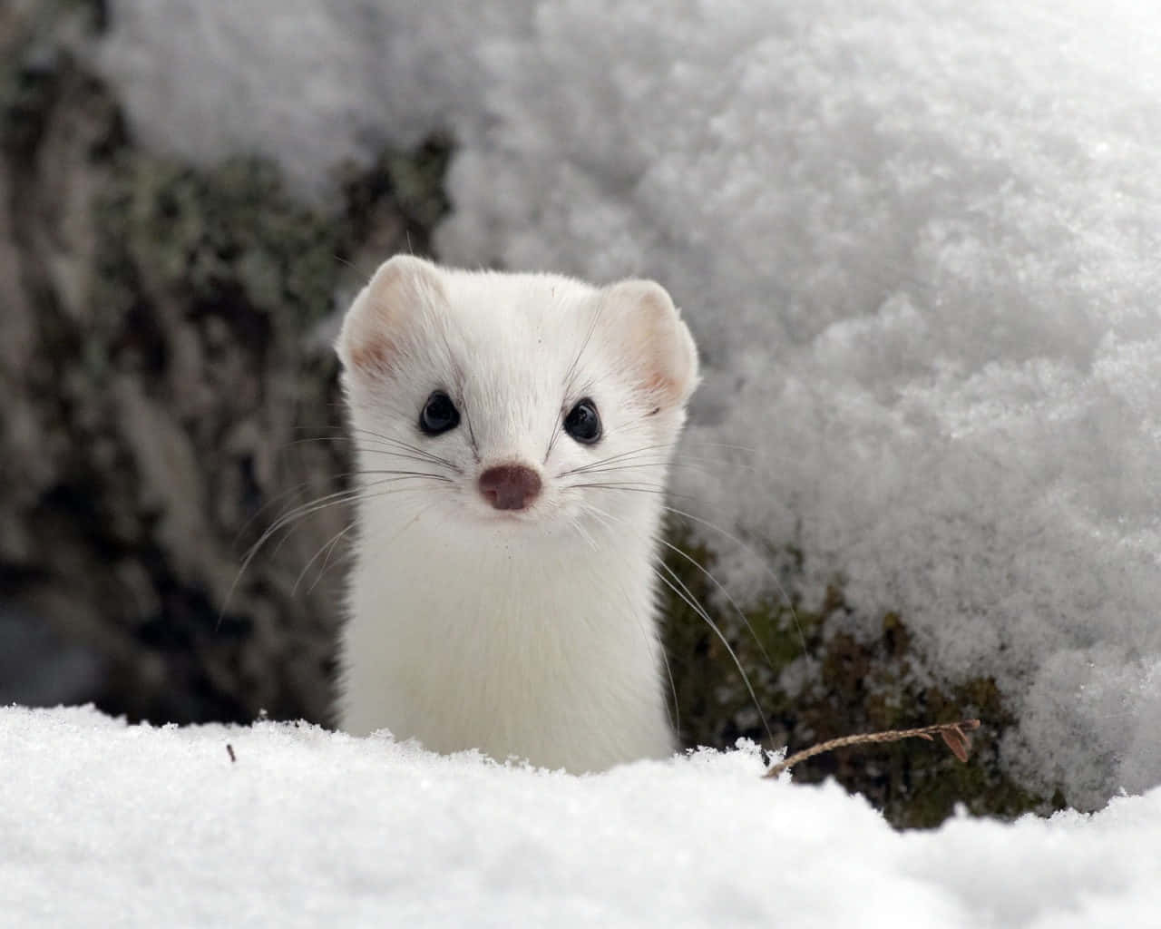 Winter Ermine Peeking Through Snow.jpg Wallpaper