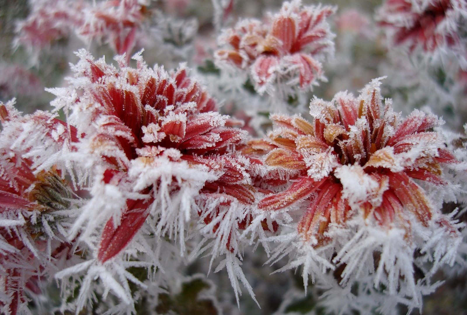 Winter Flowers Covered In Frost Wallpaper