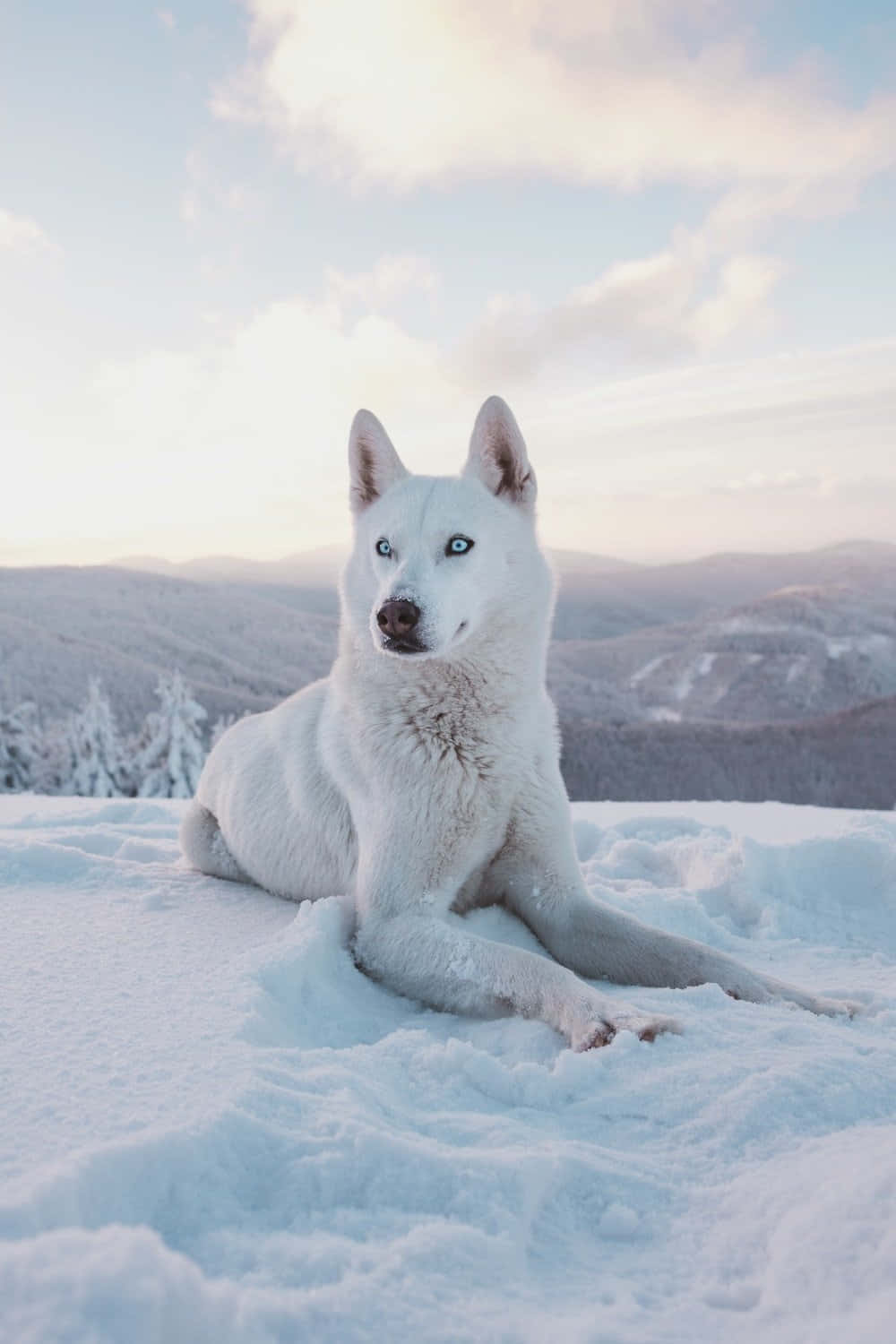 Winter Husky Dog Wallpaper