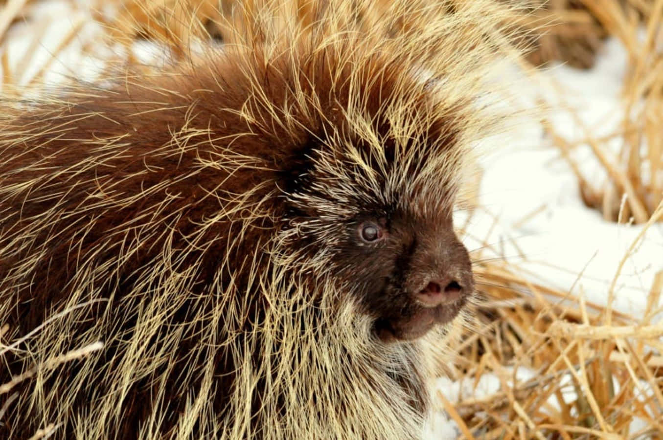 Winter Porcupine Portrait Wallpaper