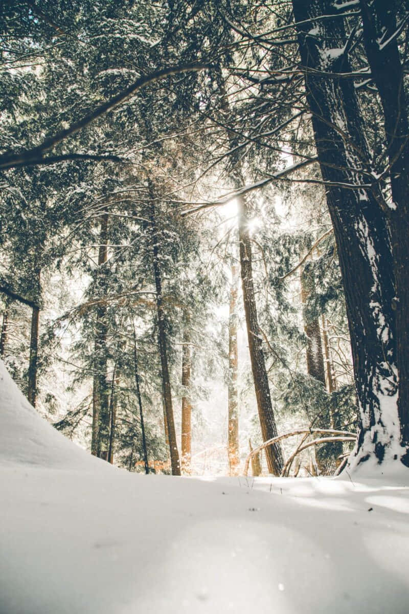 Winter Sunlight Through Forest Trees.jpg Wallpaper