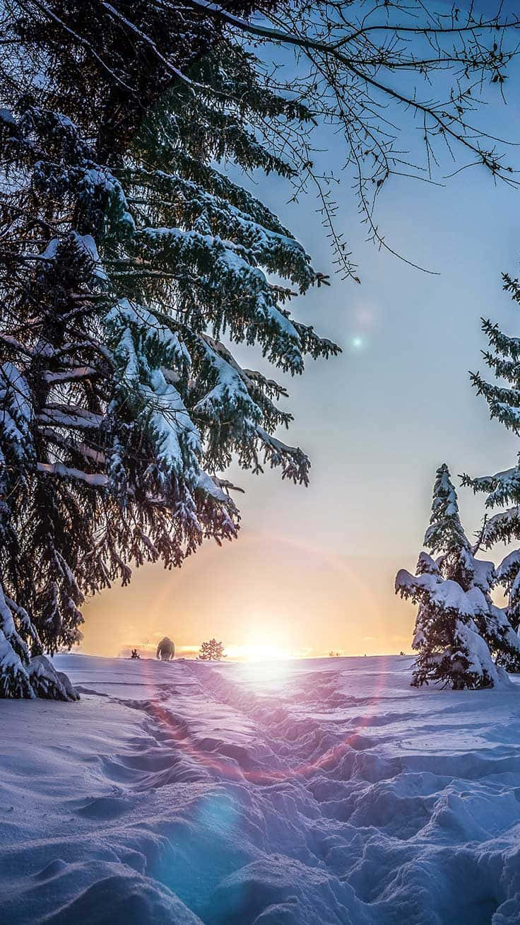 Winter_ Sunrise_ Snowy_ Forest_ Path.jpg Wallpaper