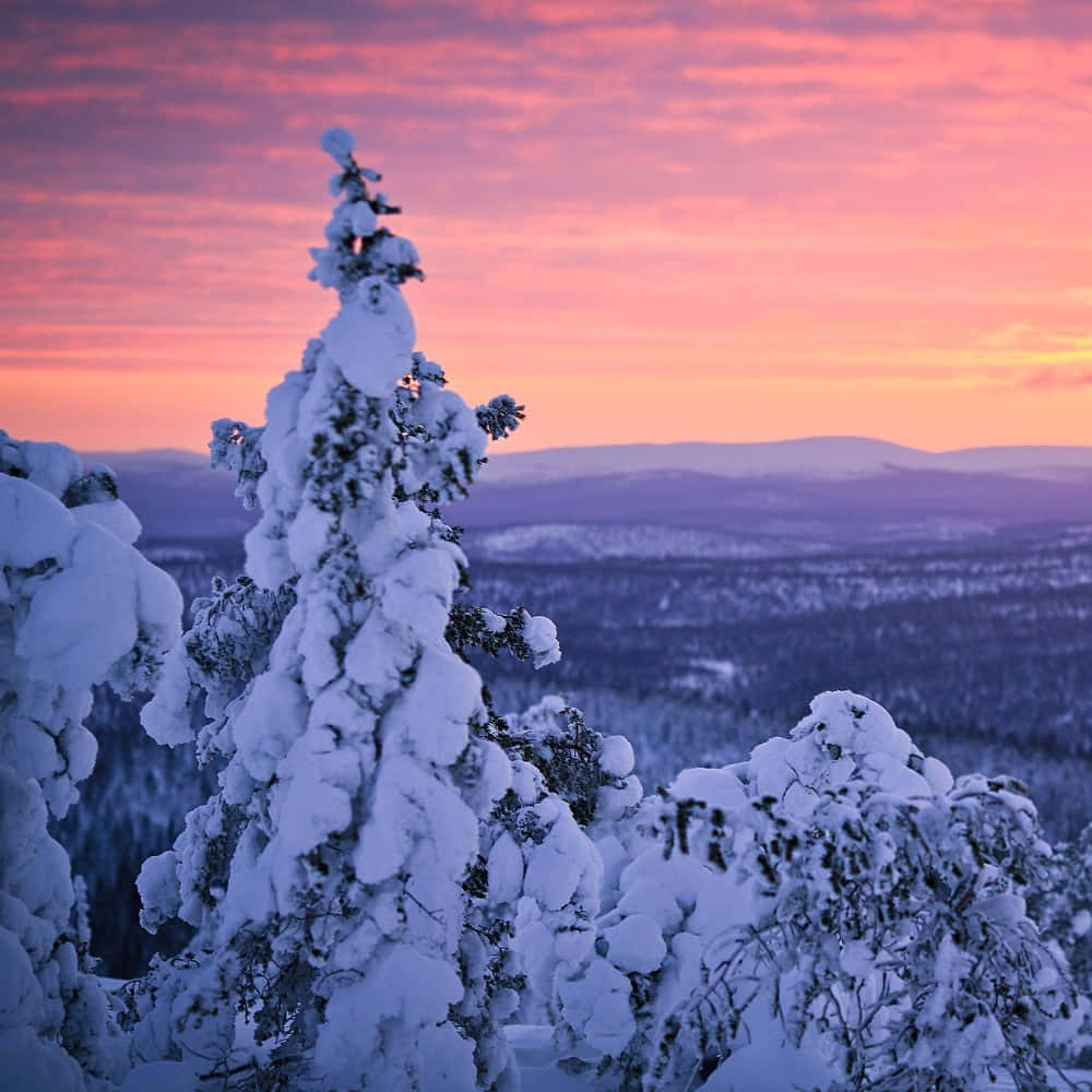 Winter_ Sunset_ Snowy_ Forest.jpg Wallpaper