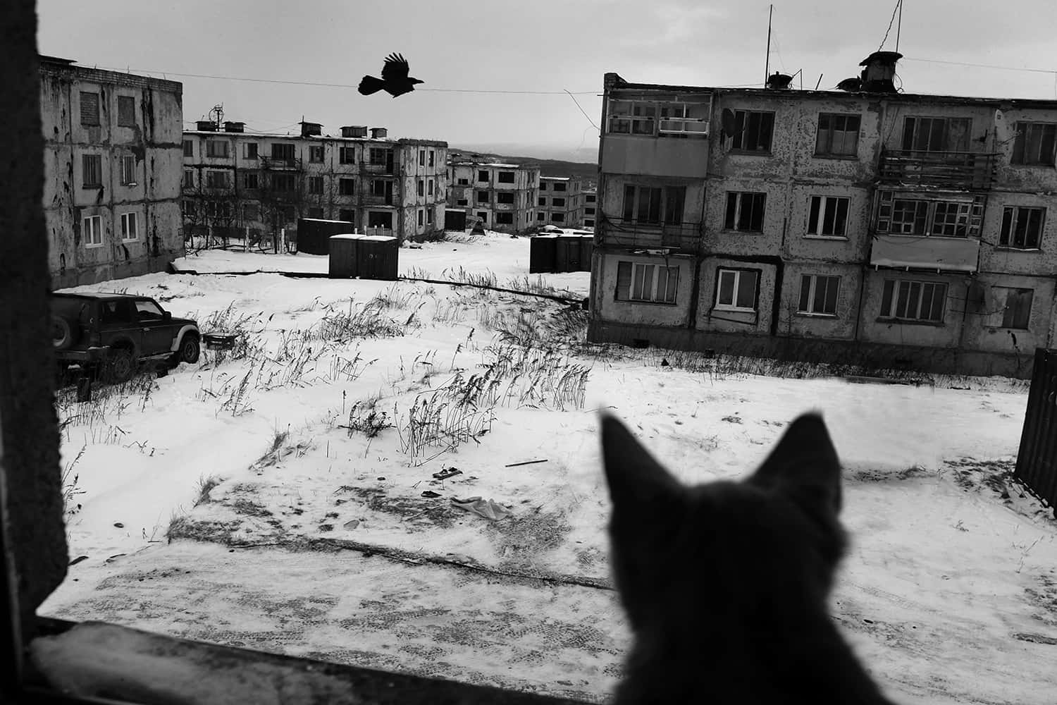 Winter_ Watch_ Cat_and_ Flying_ Bird Wallpaper