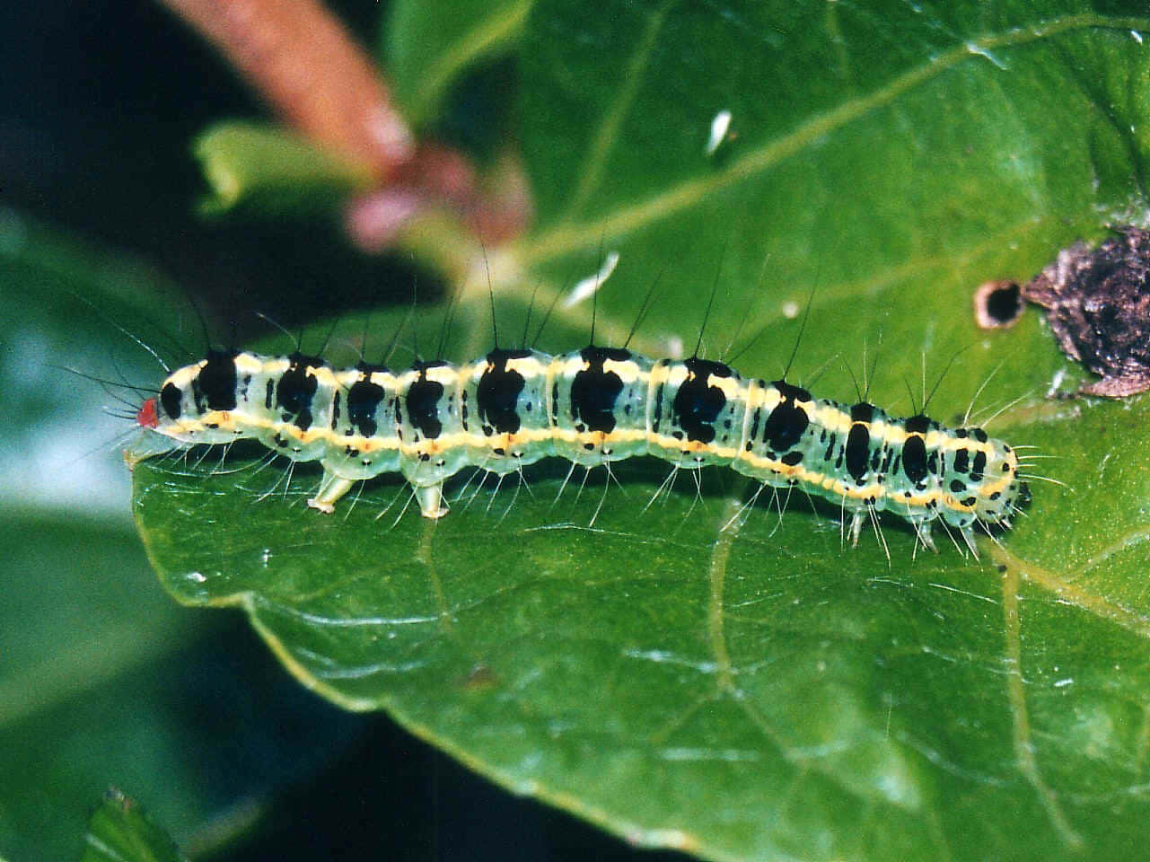 Witness The Magical Transformation Of A Caterpillar Into A Beautiful Butterfly. Wallpaper