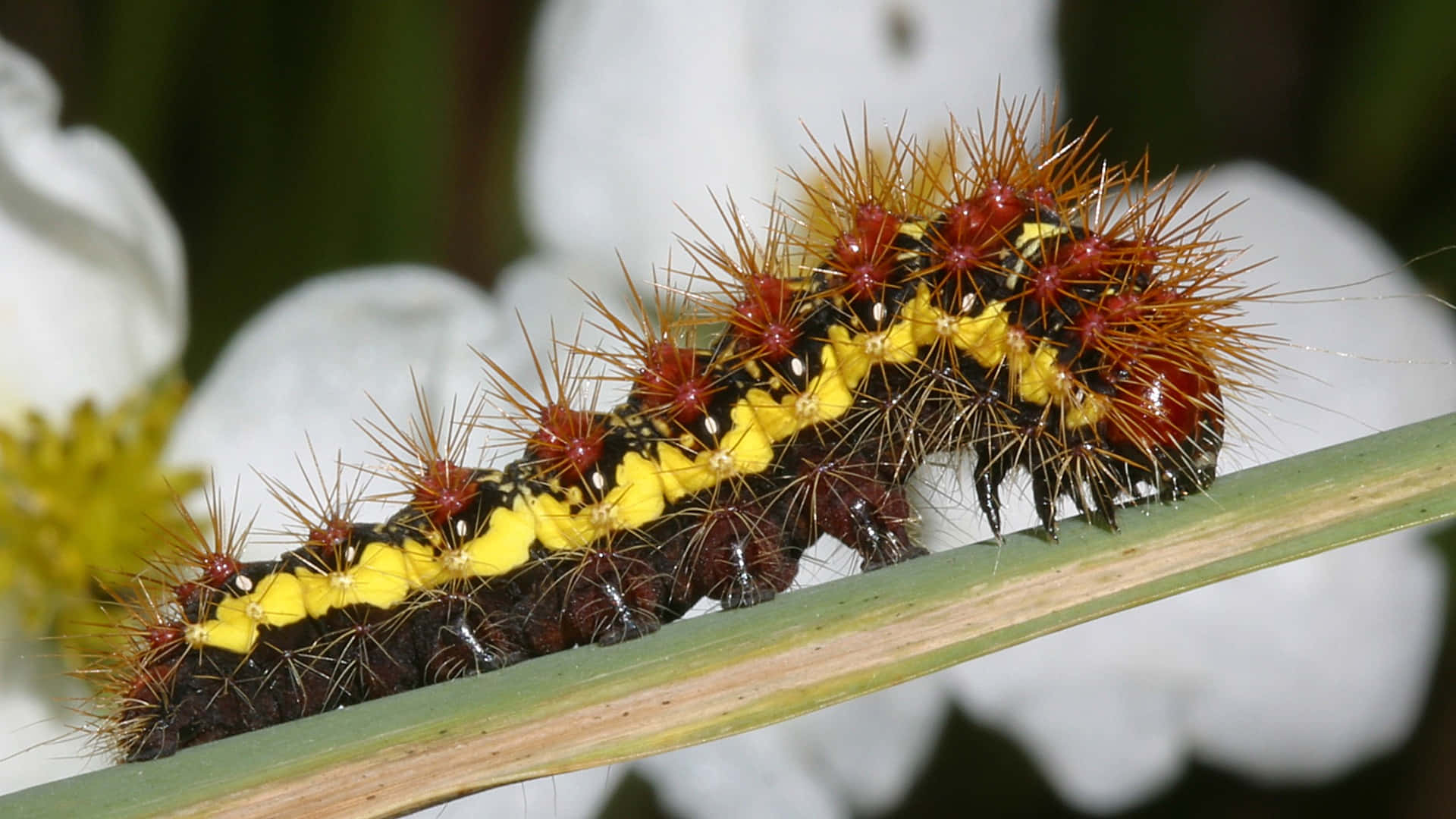 Witness The Transformation Of A Caterpillar Into The Majestic Butterfly Wallpaper