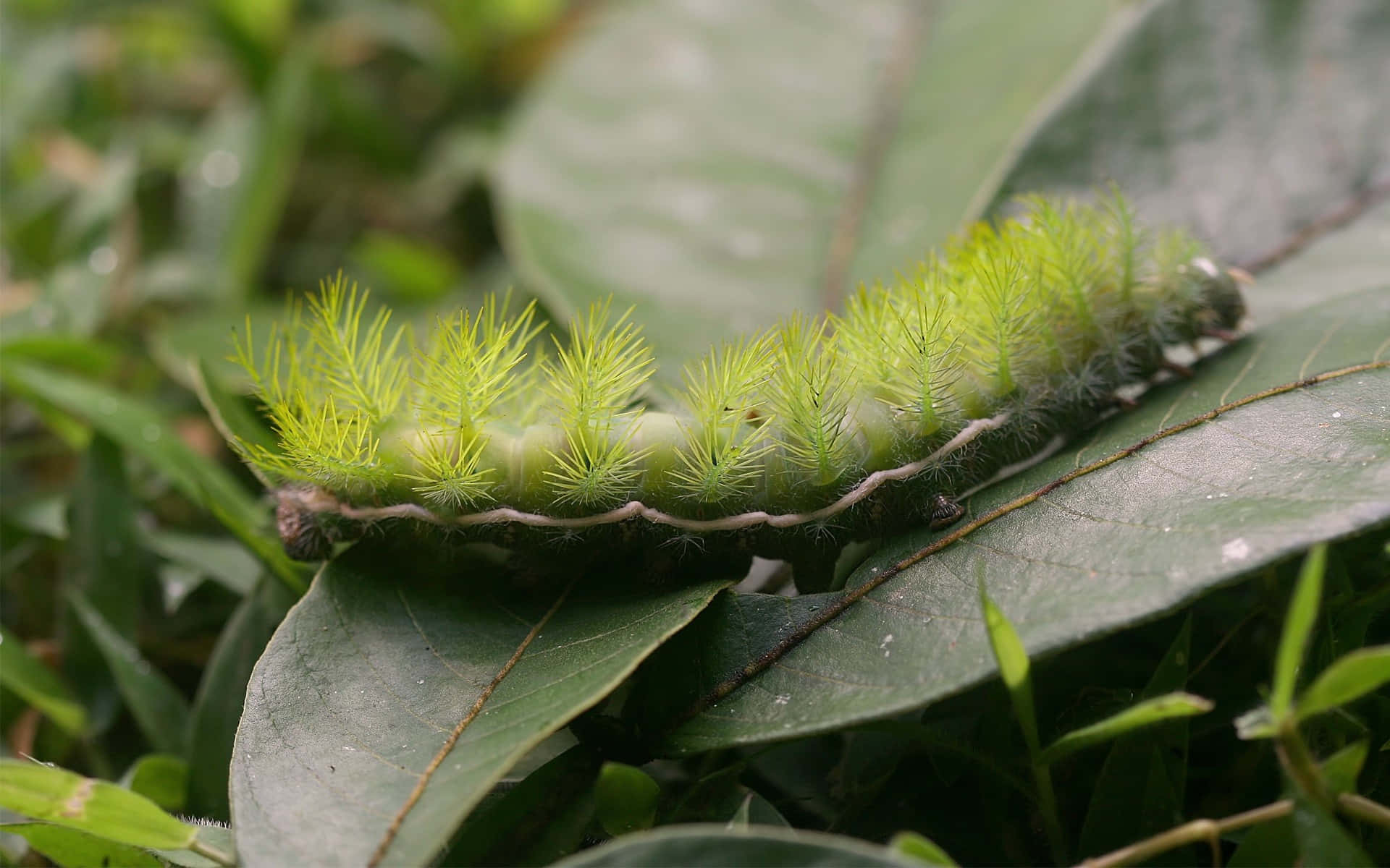 Witness The Transformation Of The Caterpillar Into A Beautiful Butterfly. Wallpaper