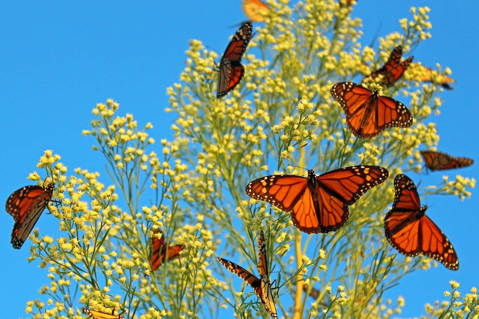 Witnessing The Miracle Of Butterfly Migration Wallpaper