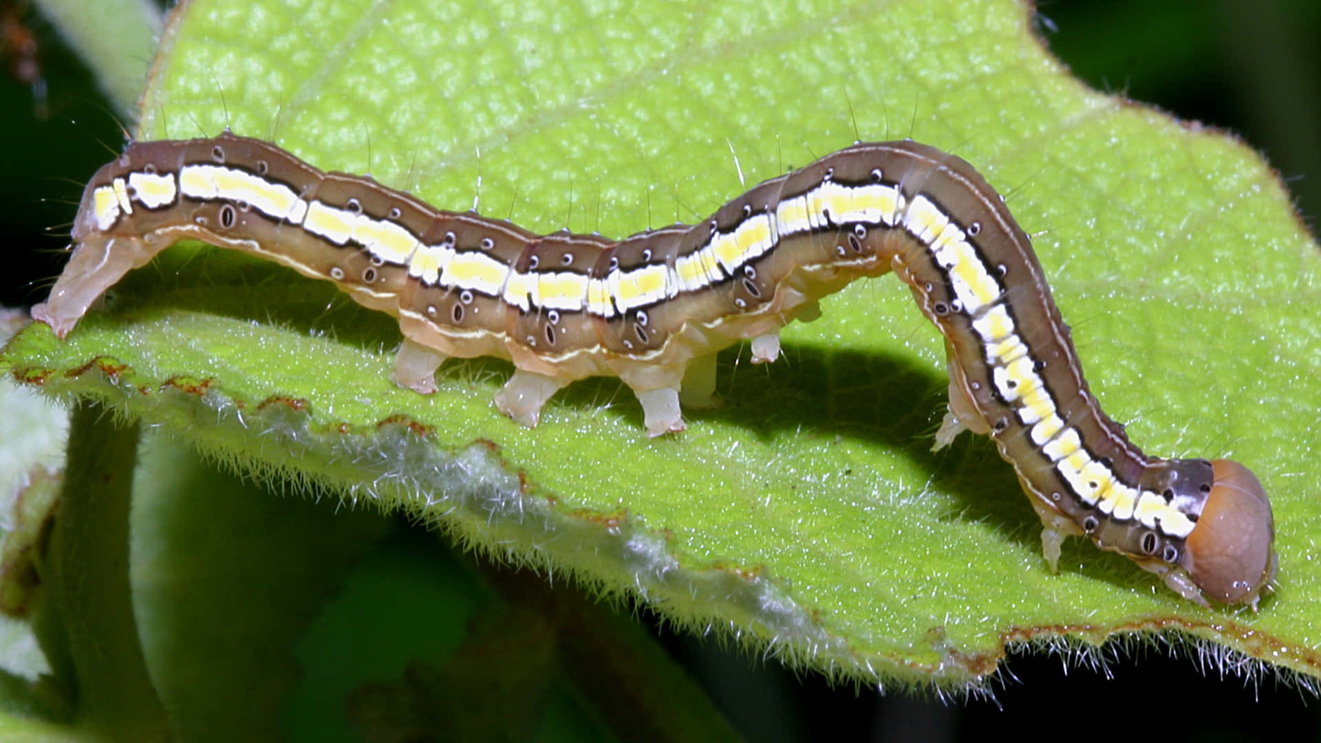 Witnessing The Spectacular Transformation Of A Caterpillar Into A Beautiful Butterfly Wallpaper