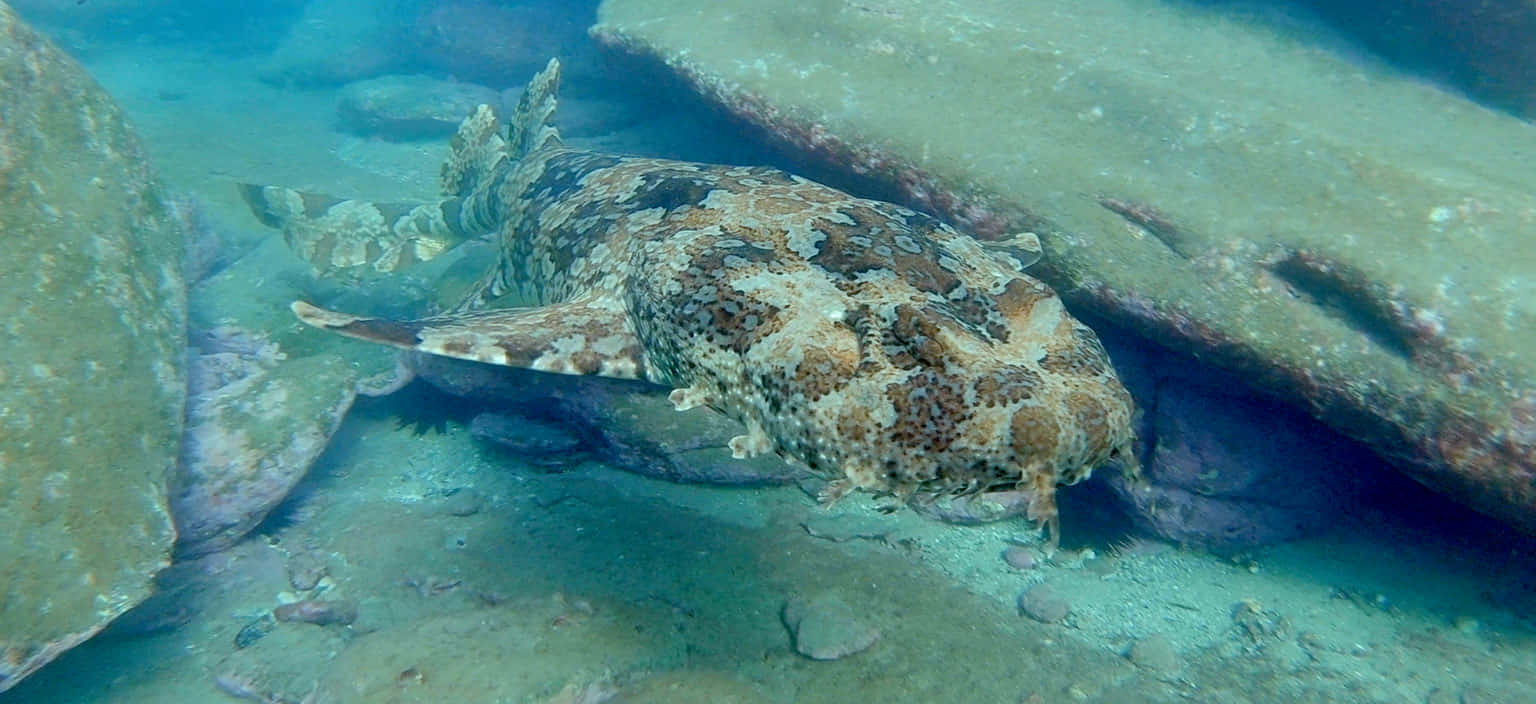 Wobbegong Shark Camouflage Wallpaper