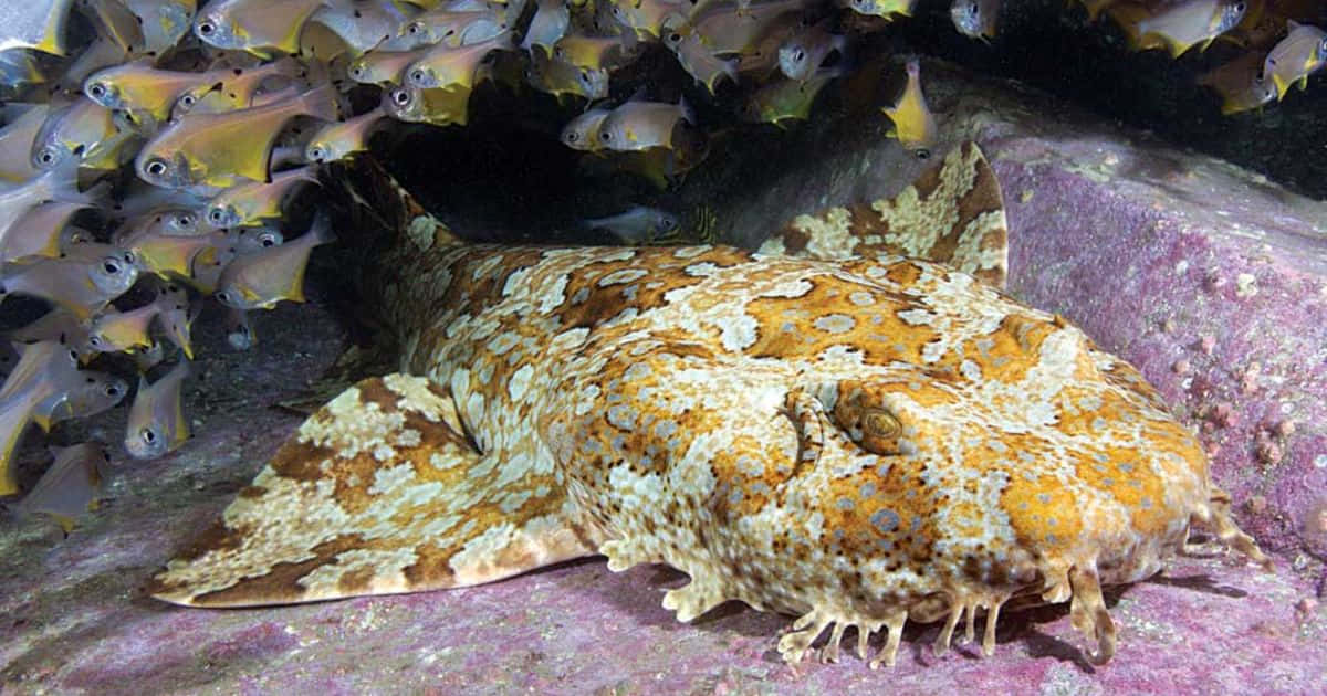 Wobbegong Shark Camouflage Wallpaper