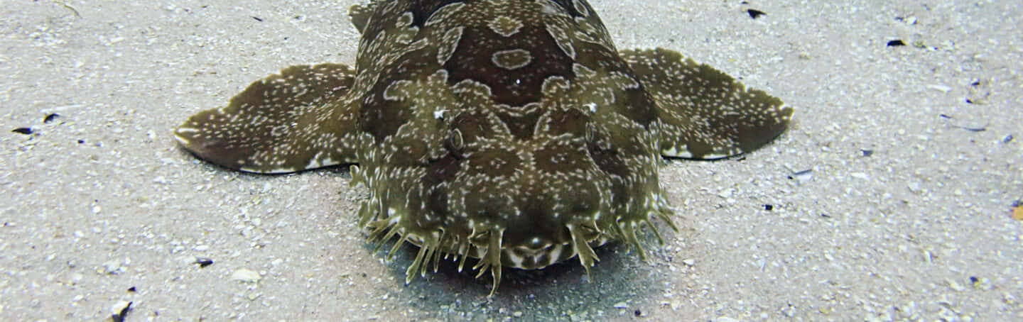 Wobbegong Shark Camouflage Sandy Bottom Wallpaper