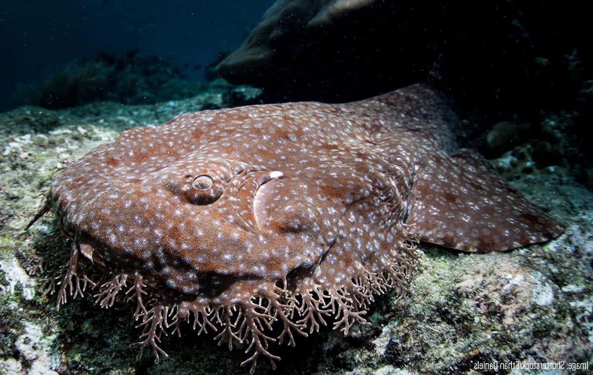 Wobbegong Shark Camouflagedon Ocean Floor Wallpaper