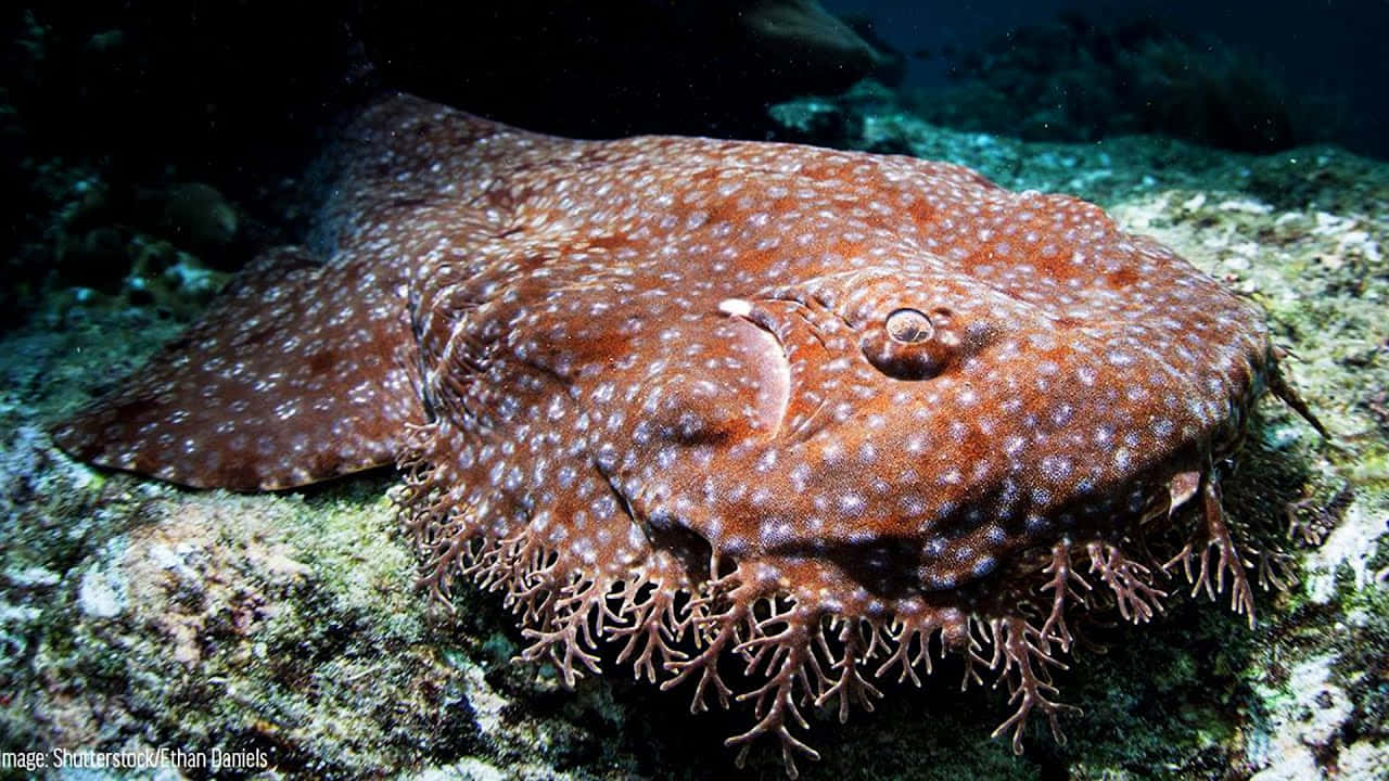 Wobbegong Shark Camouflagedon Ocean Floor Wallpaper