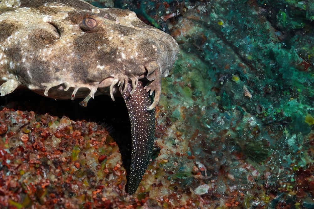 Wobbegong Shark In The Deep Blue Wallpaper