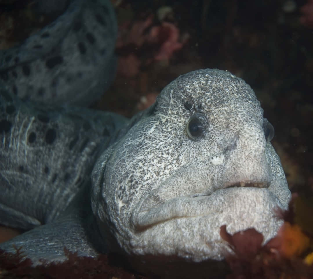 Wolf Eel Close Up Wallpaper