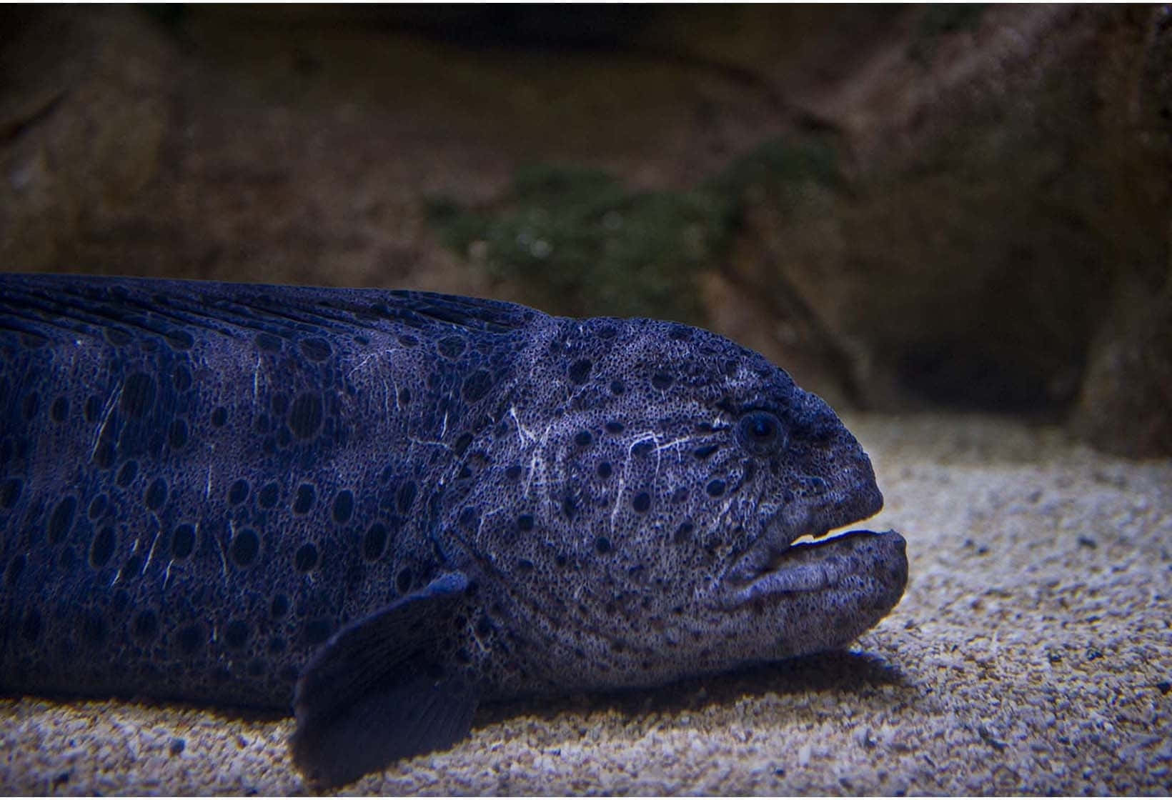 Wolf Eel Close Up Wallpaper