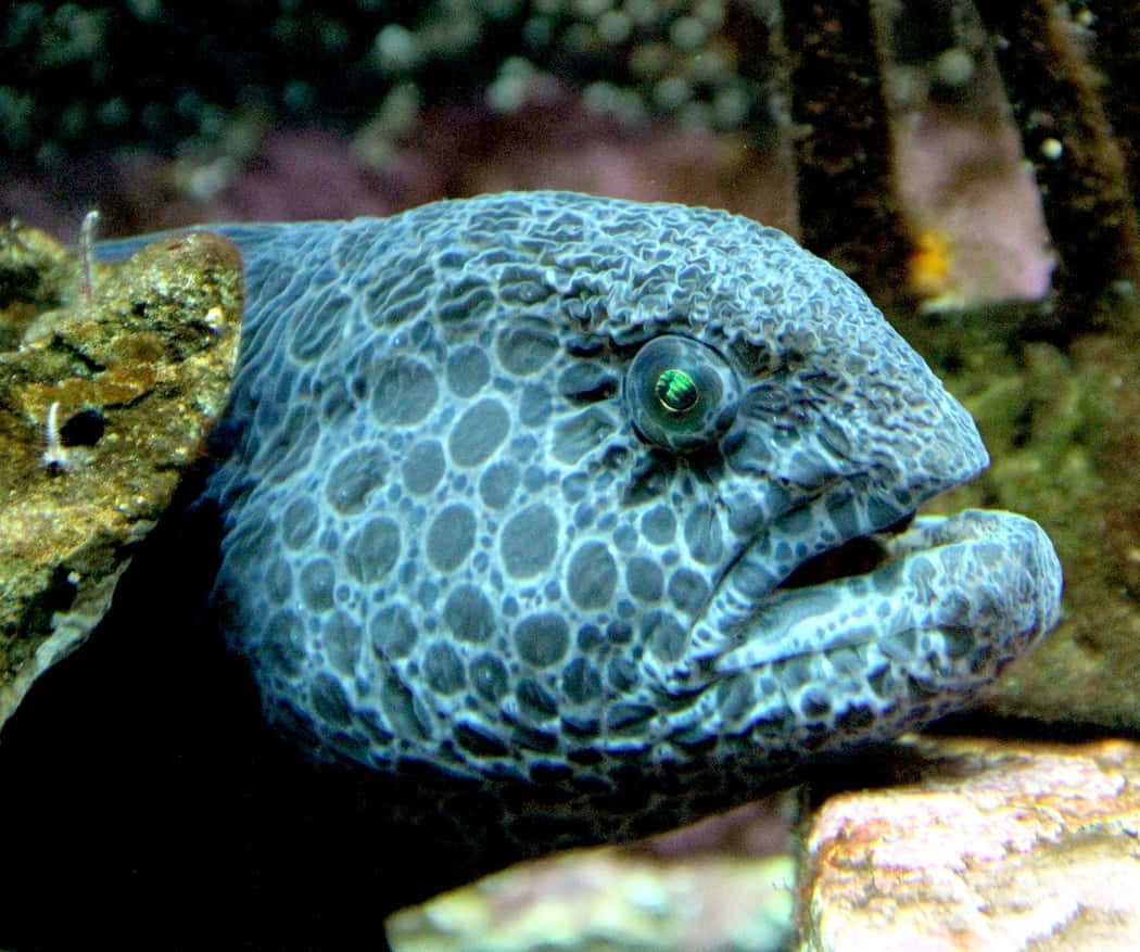 Wolf Eel Close Up Portrait Wallpaper