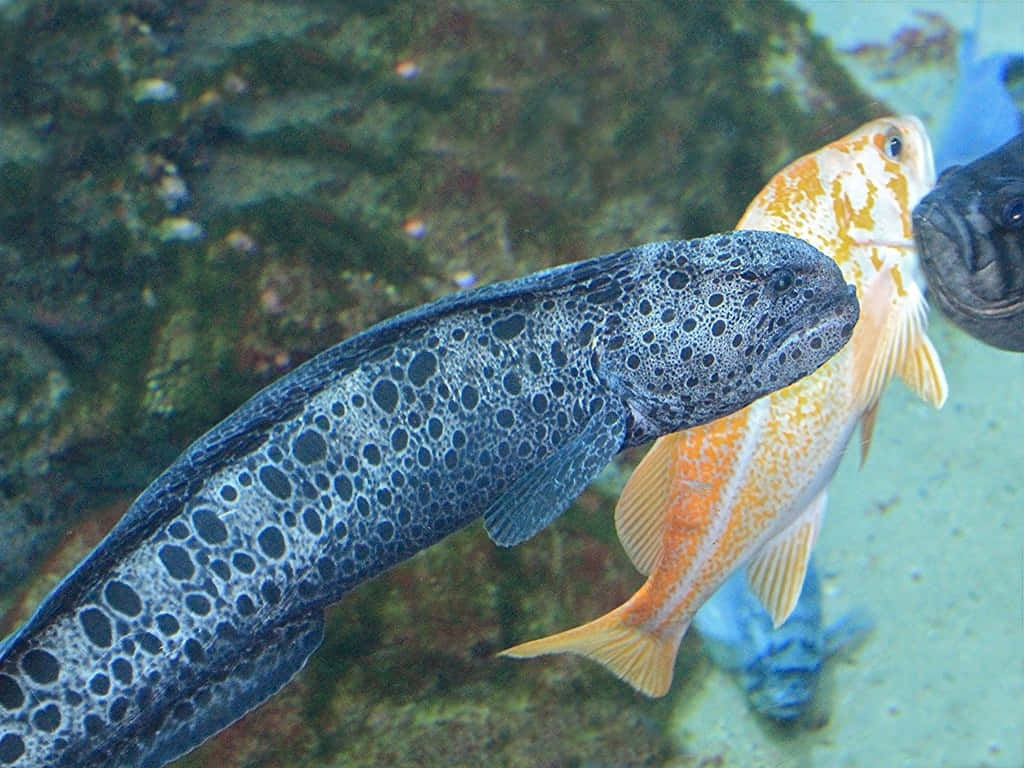 Wolf Eel Encounter Underwater Wallpaper