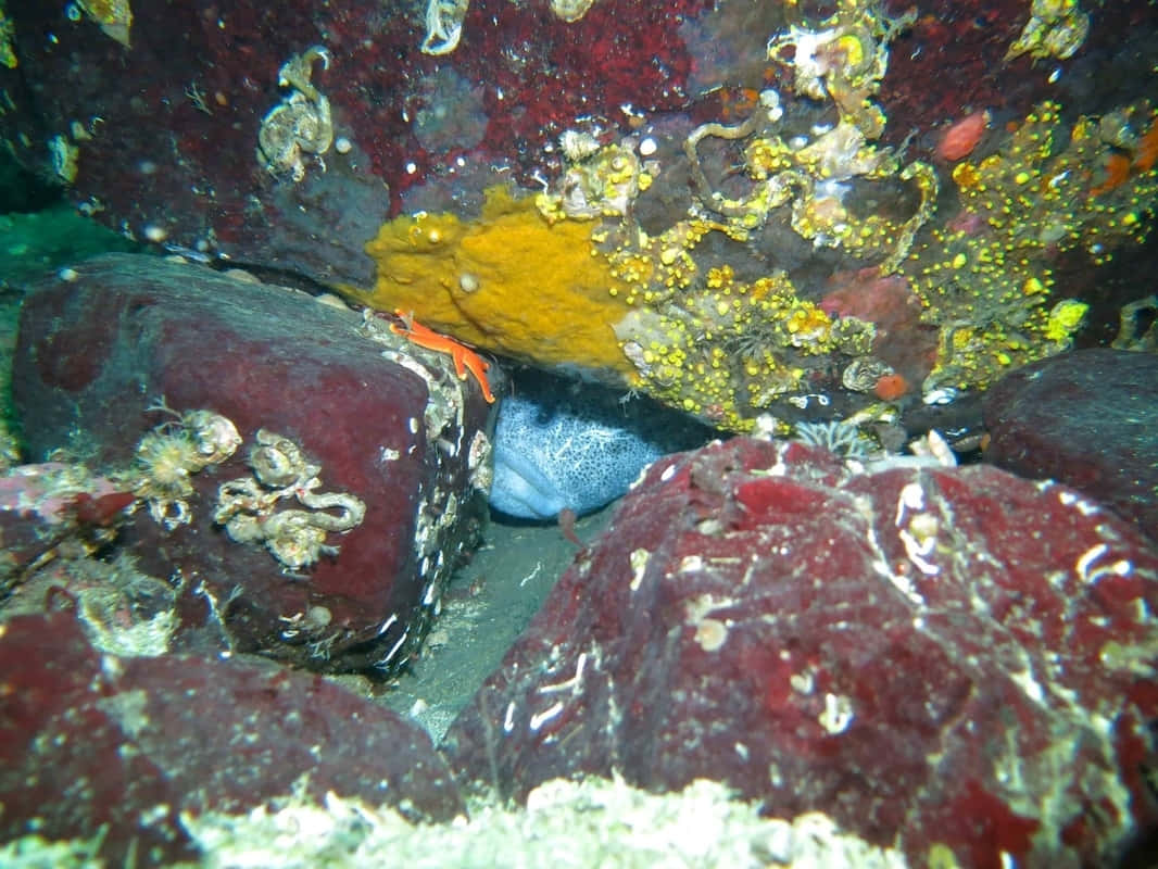 Wolf Eel Hiding Among Rocks Wallpaper