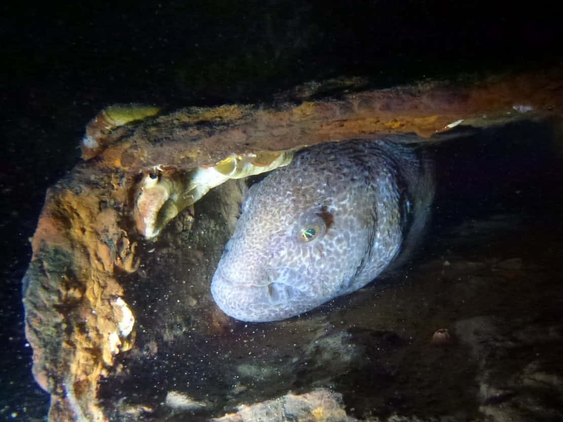 Wolf Eel Peeking From Rocky Crevice Wallpaper