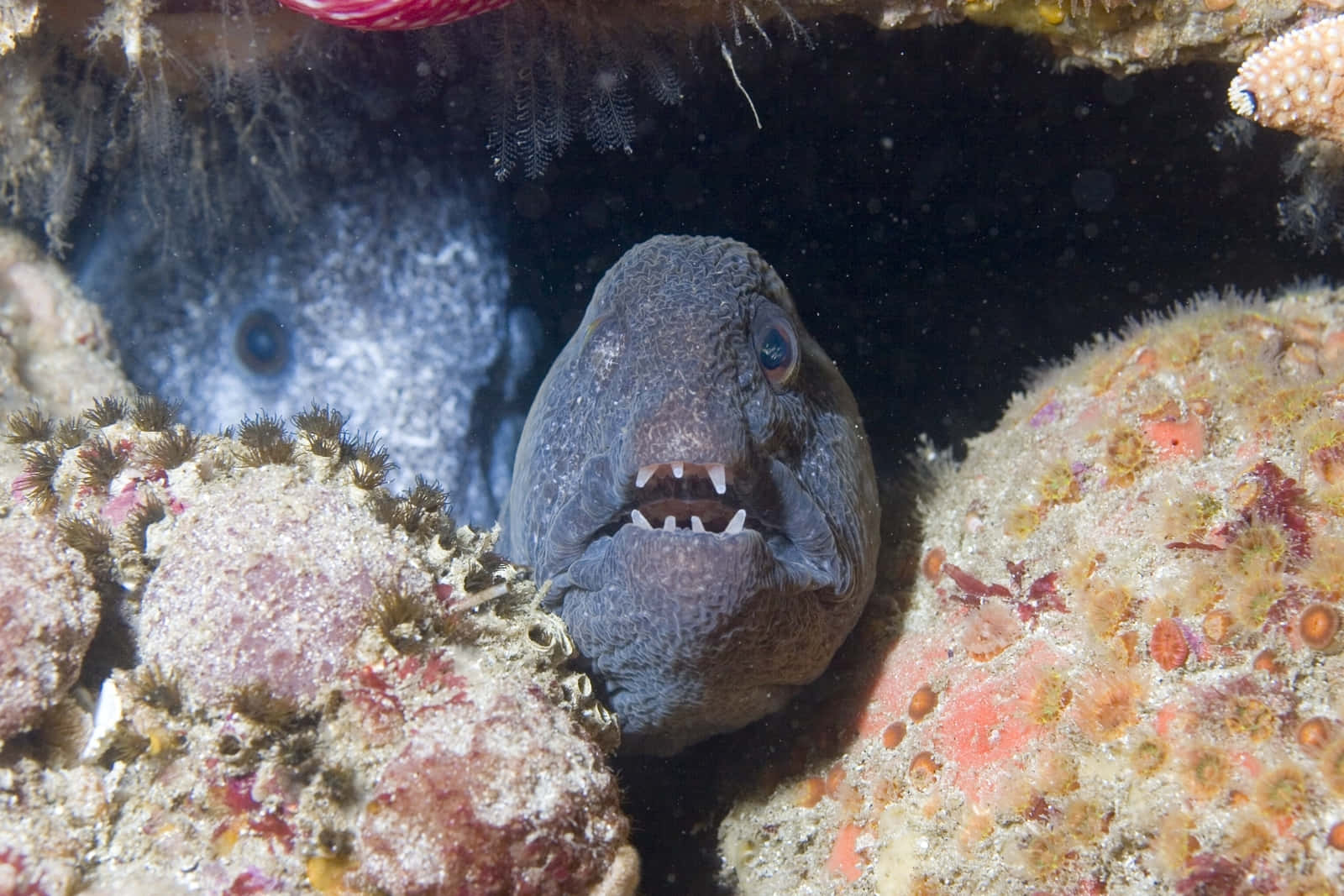 Wolf Eel Peeking From Rocky Crevice Wallpaper