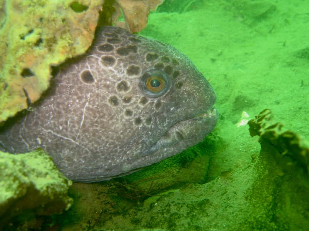 Wolf Eel Peeking From Rocky Crevice Wallpaper