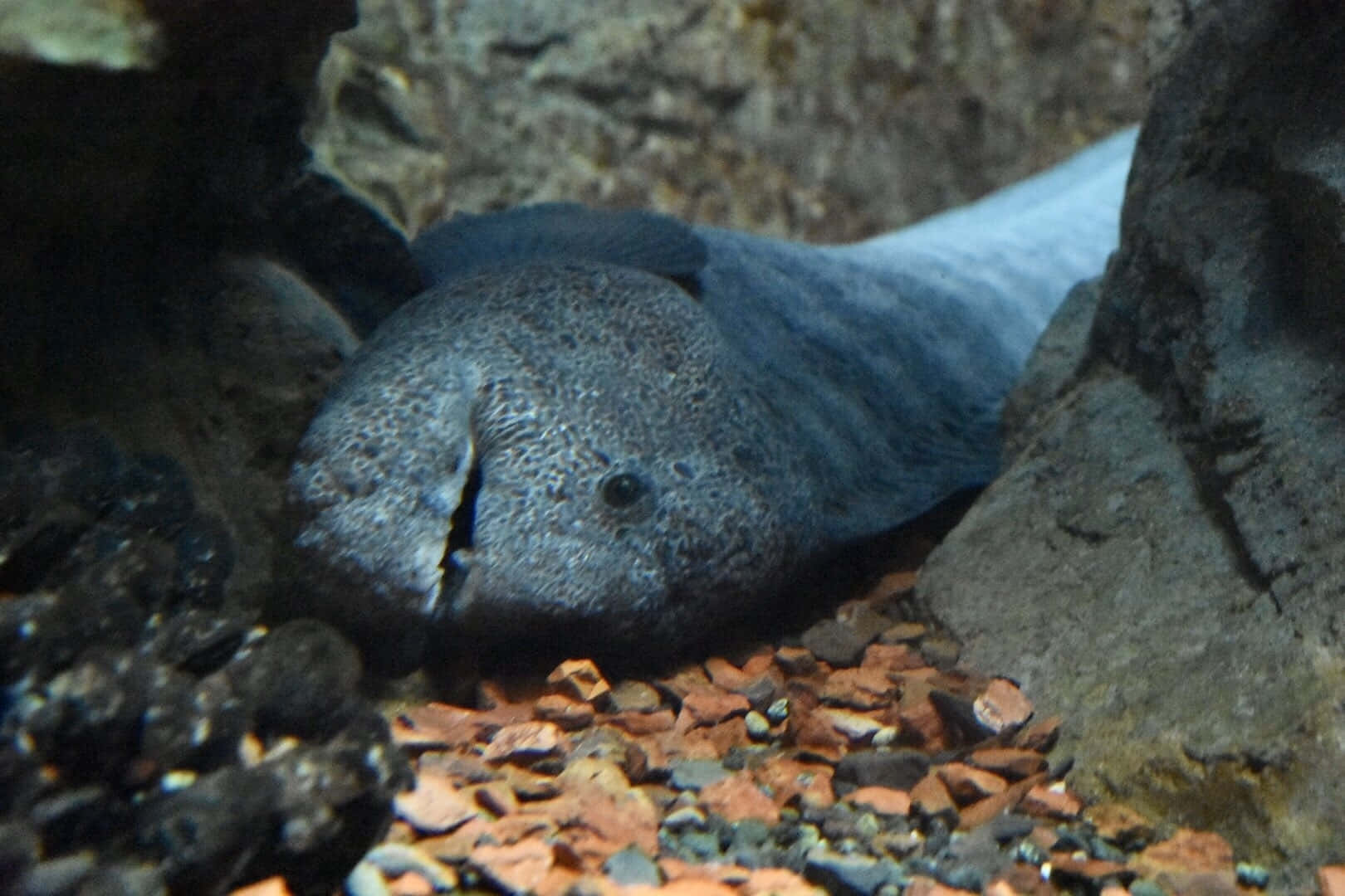 Wolf Eel Peeking From Rocky Den Wallpaper