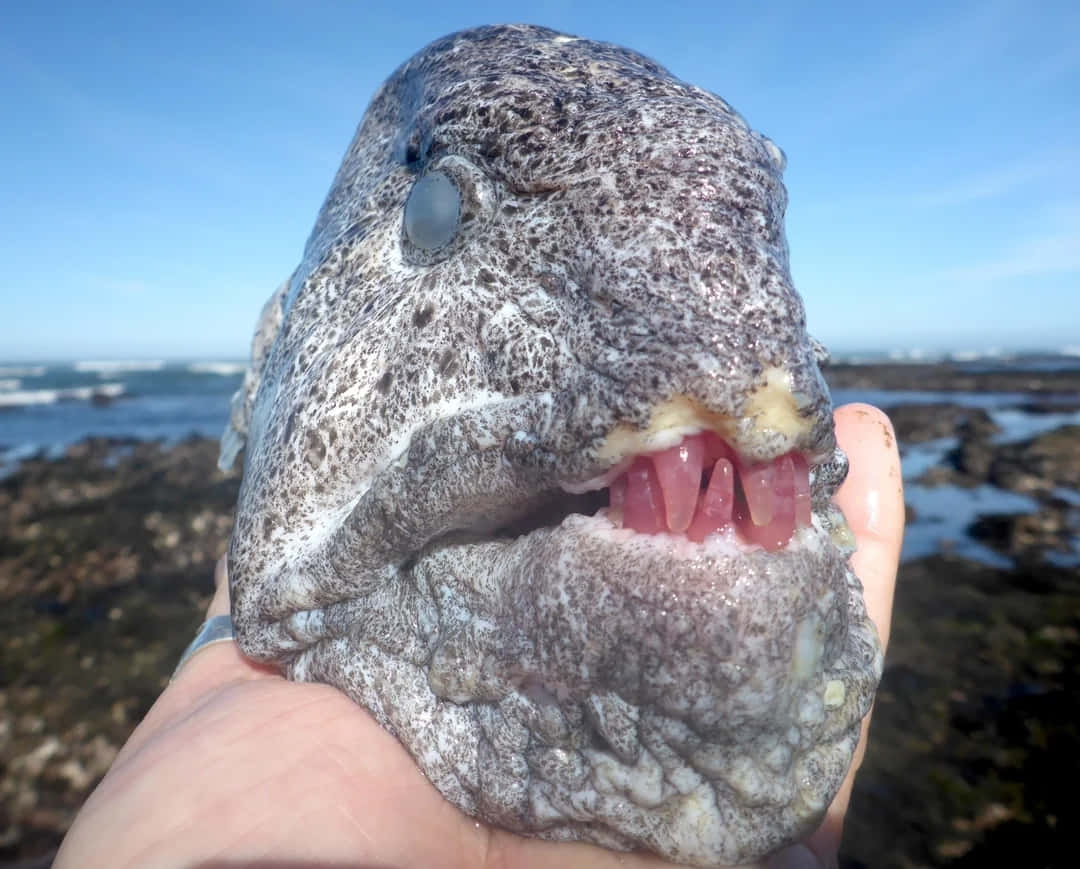 Wolf Eel Up Close Wallpaper