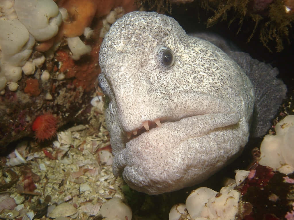 Wolf Eel Up Close Wallpaper