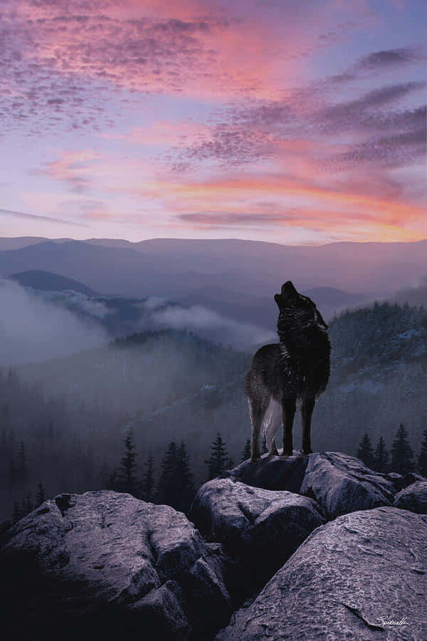 Wolf In Sunset Wallpaper