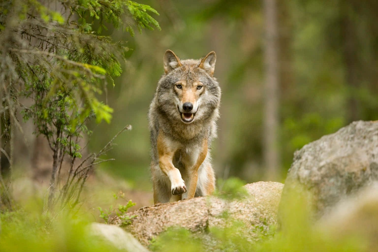 Wolf Wandering Through The Forest Wallpaper