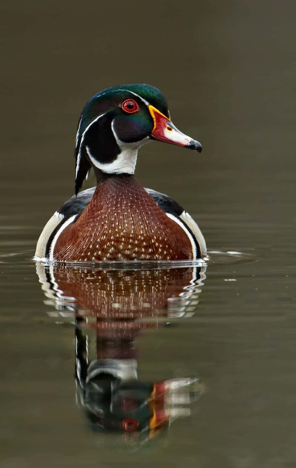 Wood Duck Reflection Wallpaper