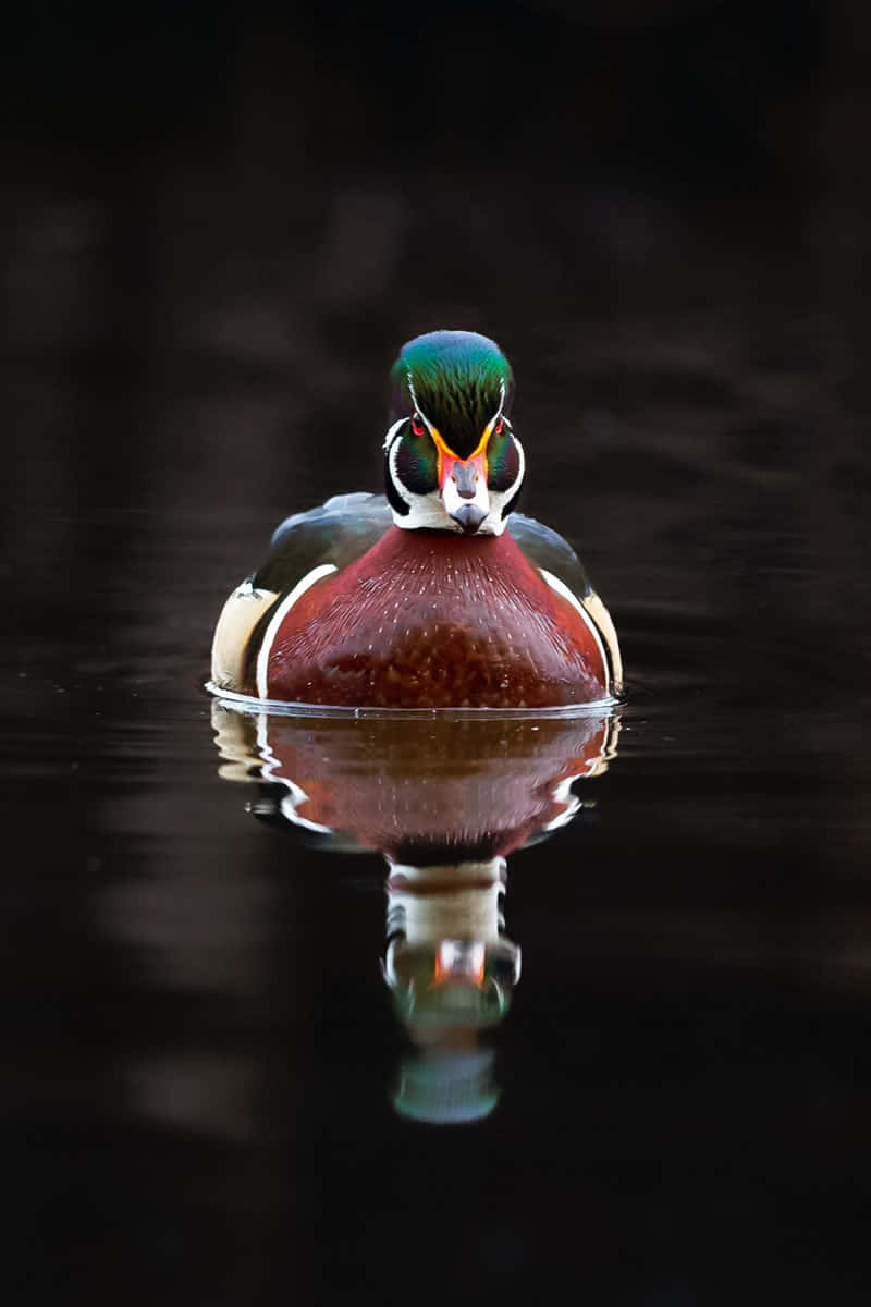 Wood Duck Symmetry Reflection Wallpaper