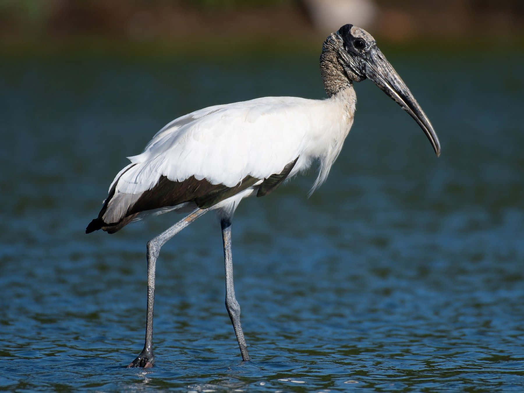 Wood Stork Wadingin Water.jpg Wallpaper