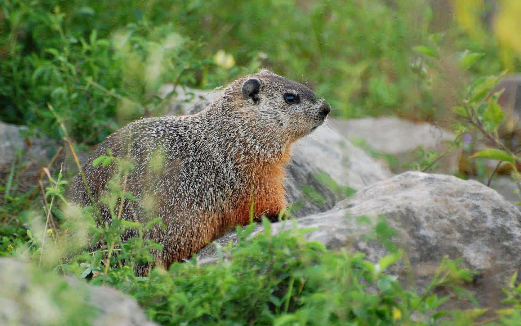 Woodchuckin Natural Habitat.jpg Wallpaper