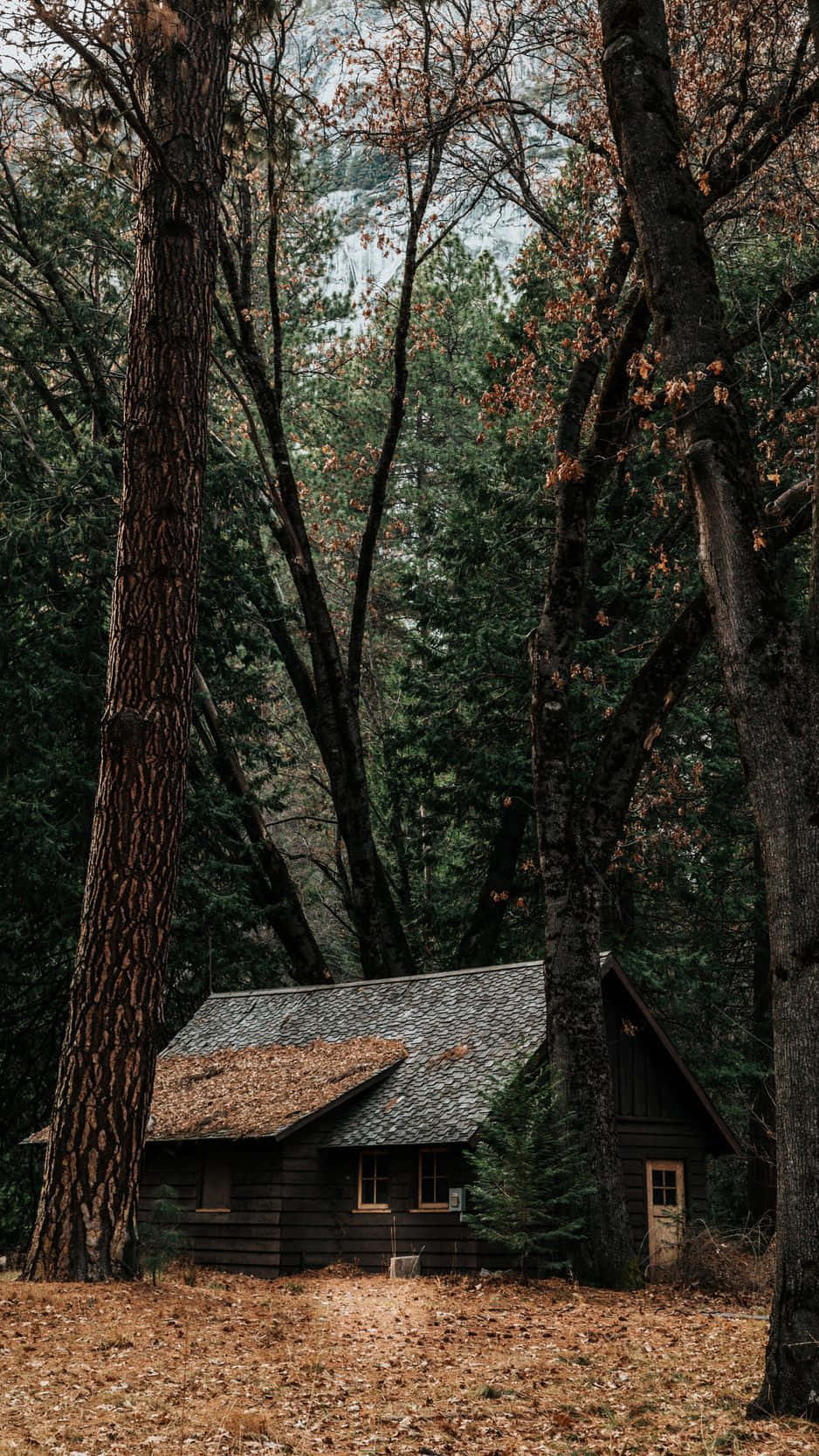 Woodland Cabin Surroundedby Trees Wallpaper