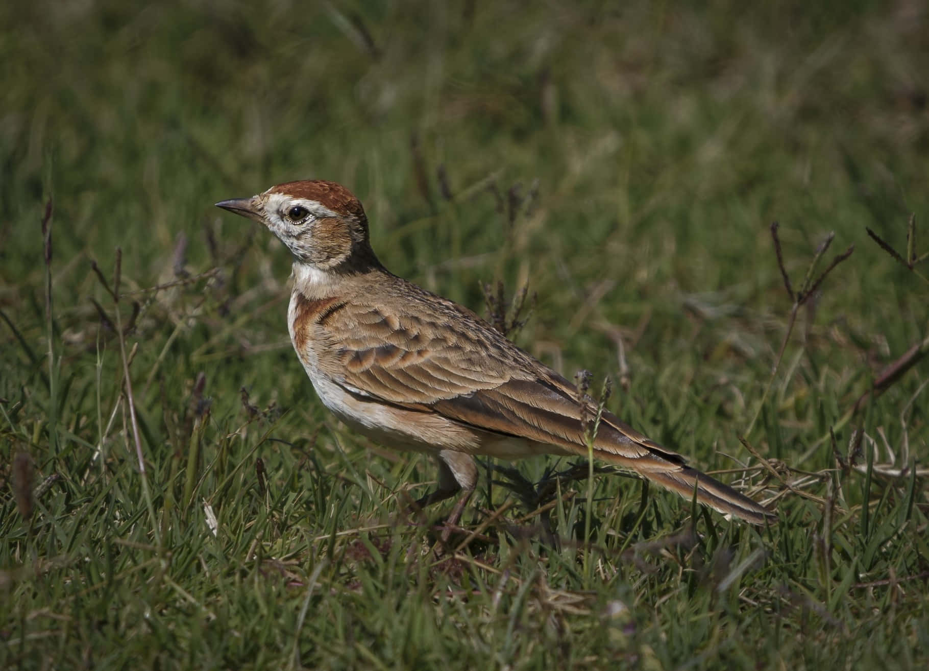 Woodlarkin Grassland.jpg Wallpaper