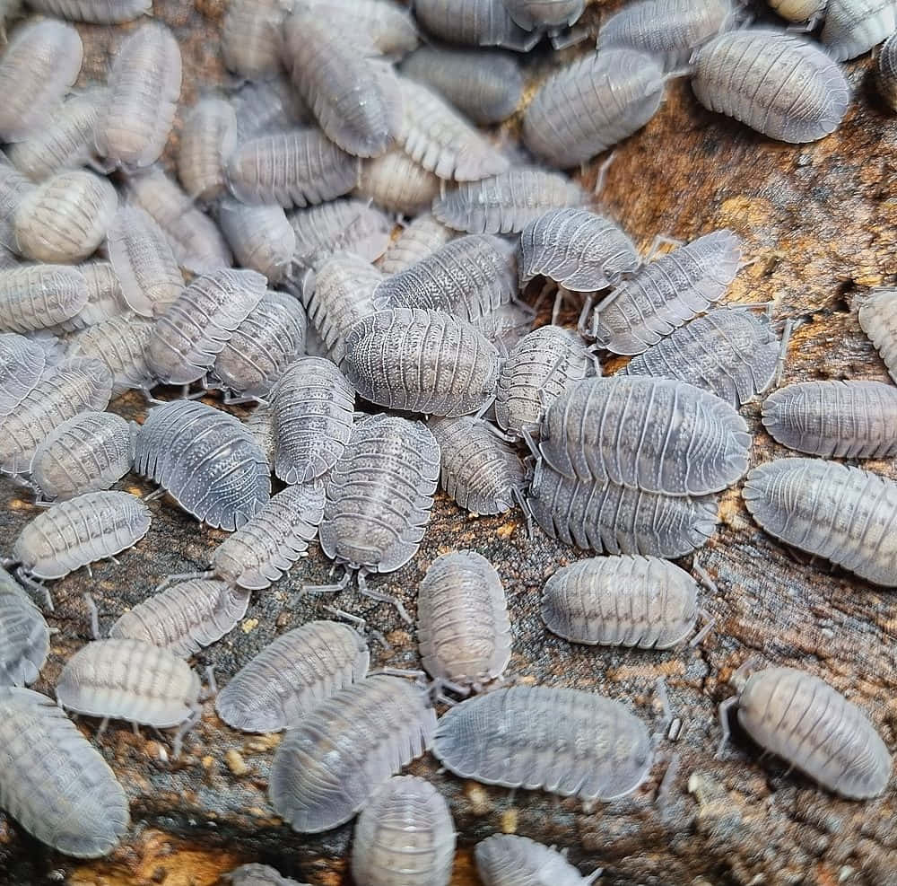 Woodlice_ Gathering_on_ Wood Wallpaper