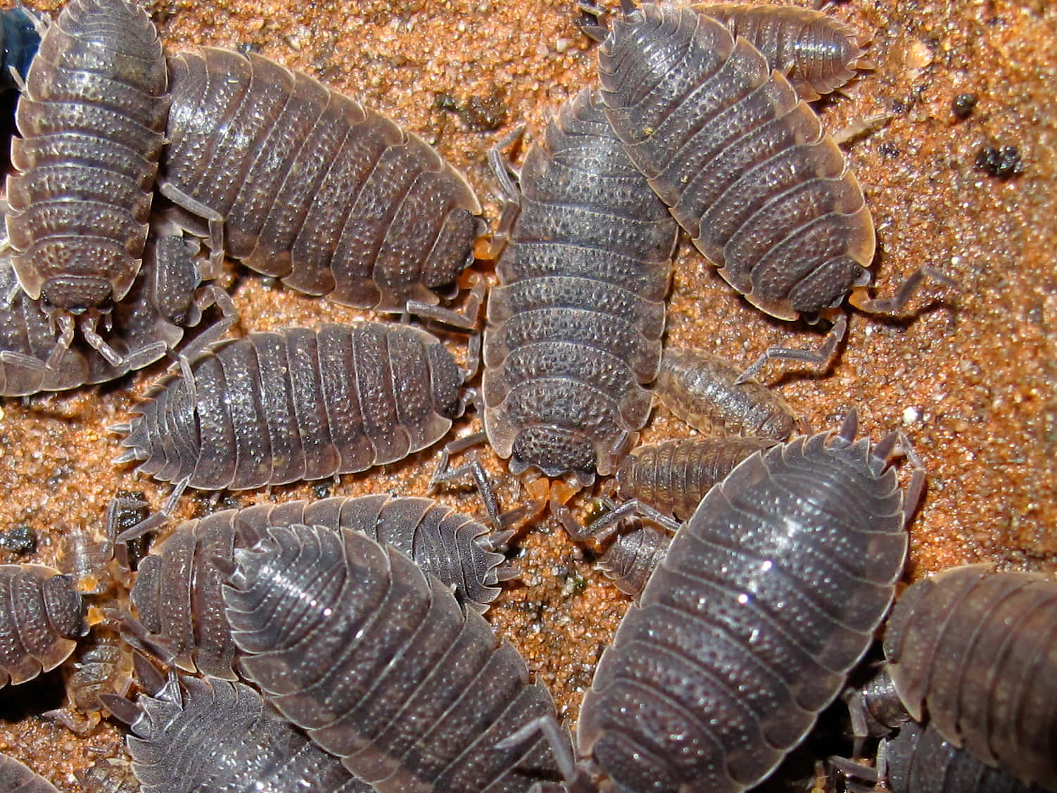 Woodlice Gathering Sandy Background Wallpaper