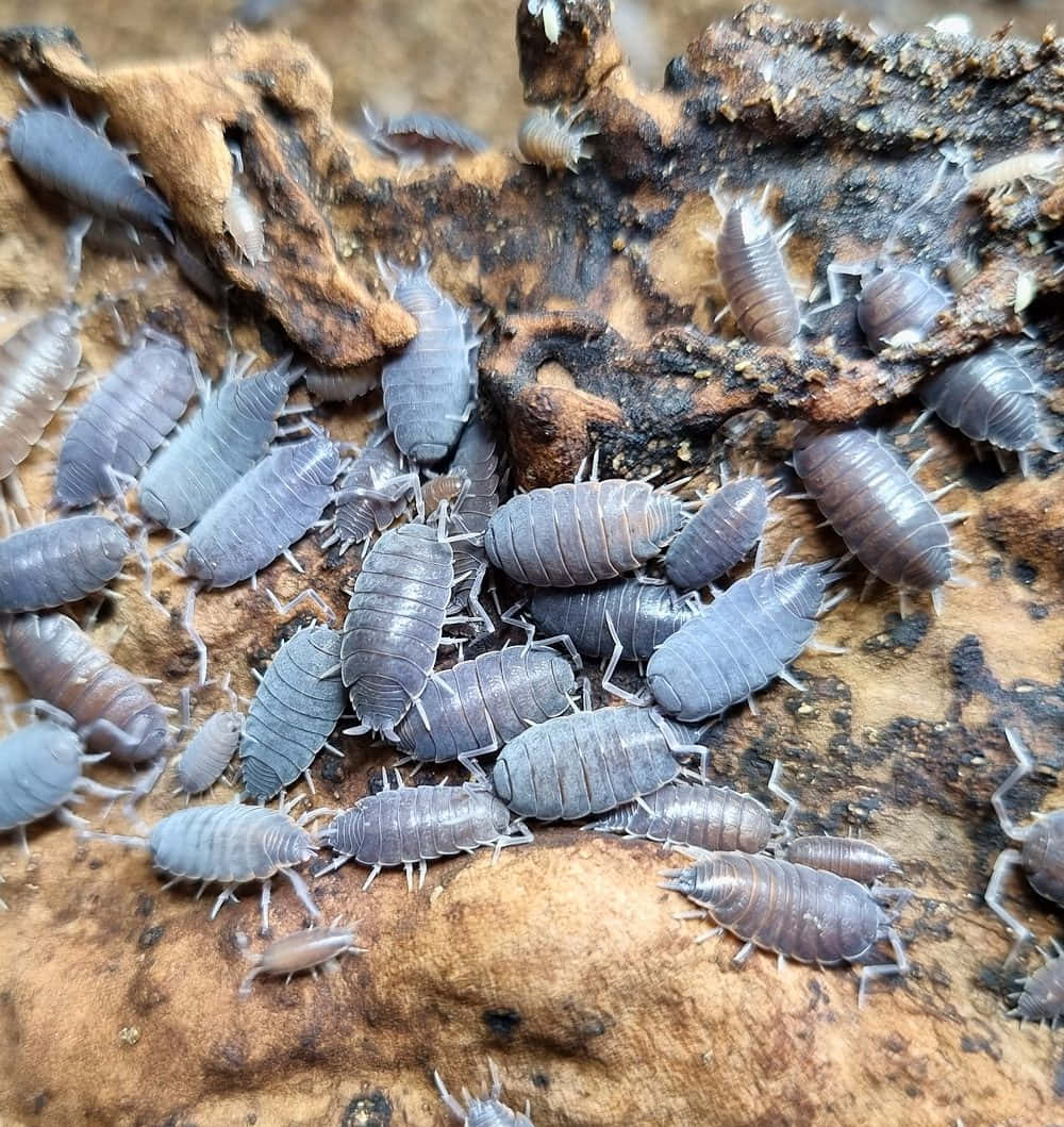 Woodlice Gatheringon Decaying Wood Wallpaper